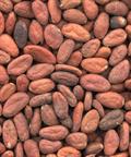 Theobroma cacao